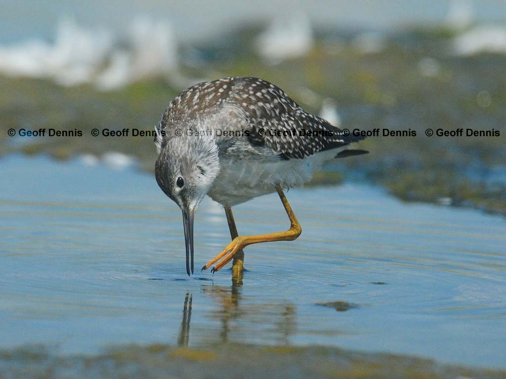 LEYE-AL_Lesser-Yellowlegs