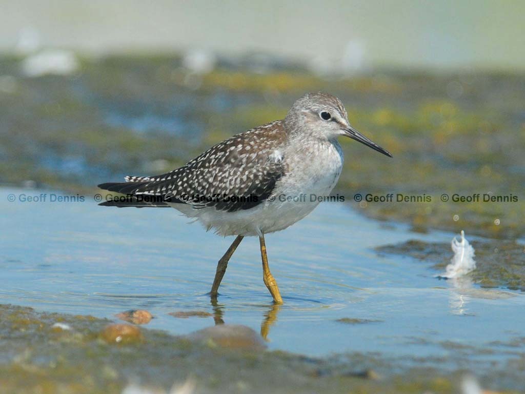 LEYE-AM_Lesser-Yellowlegs
