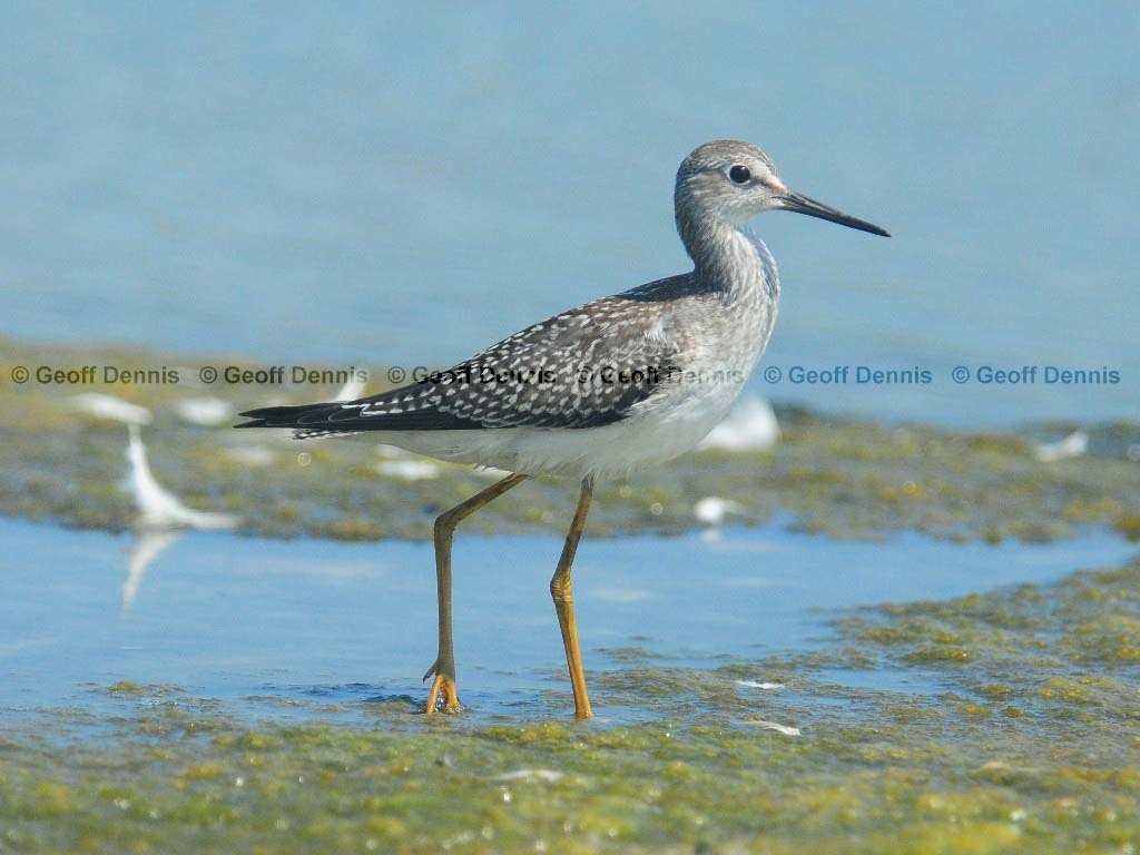 LEYE-AN_Lesser-Yellowlegs