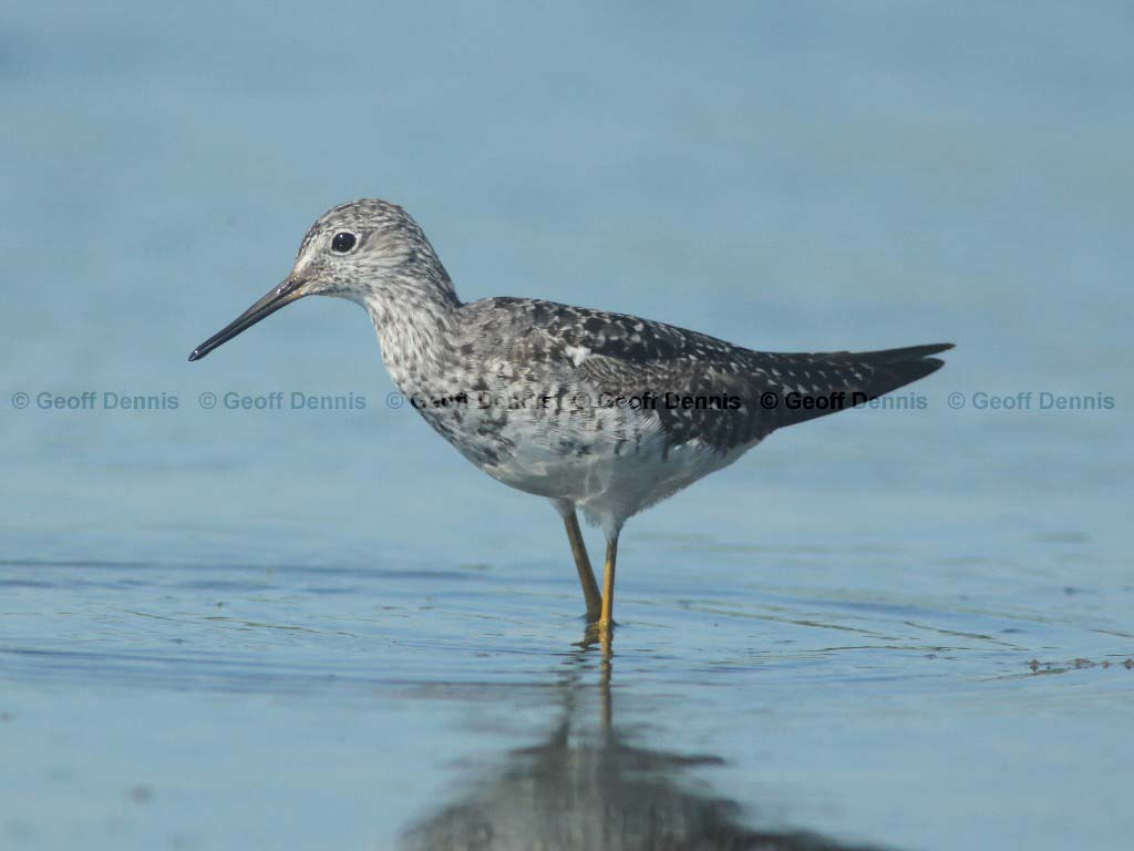 LEYE-AO_Lesser-Yellowlegs