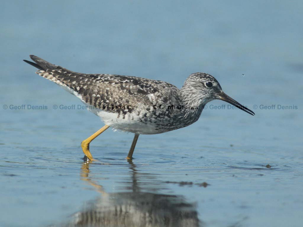 LEYE-AP_Lesser-Yellowlegs