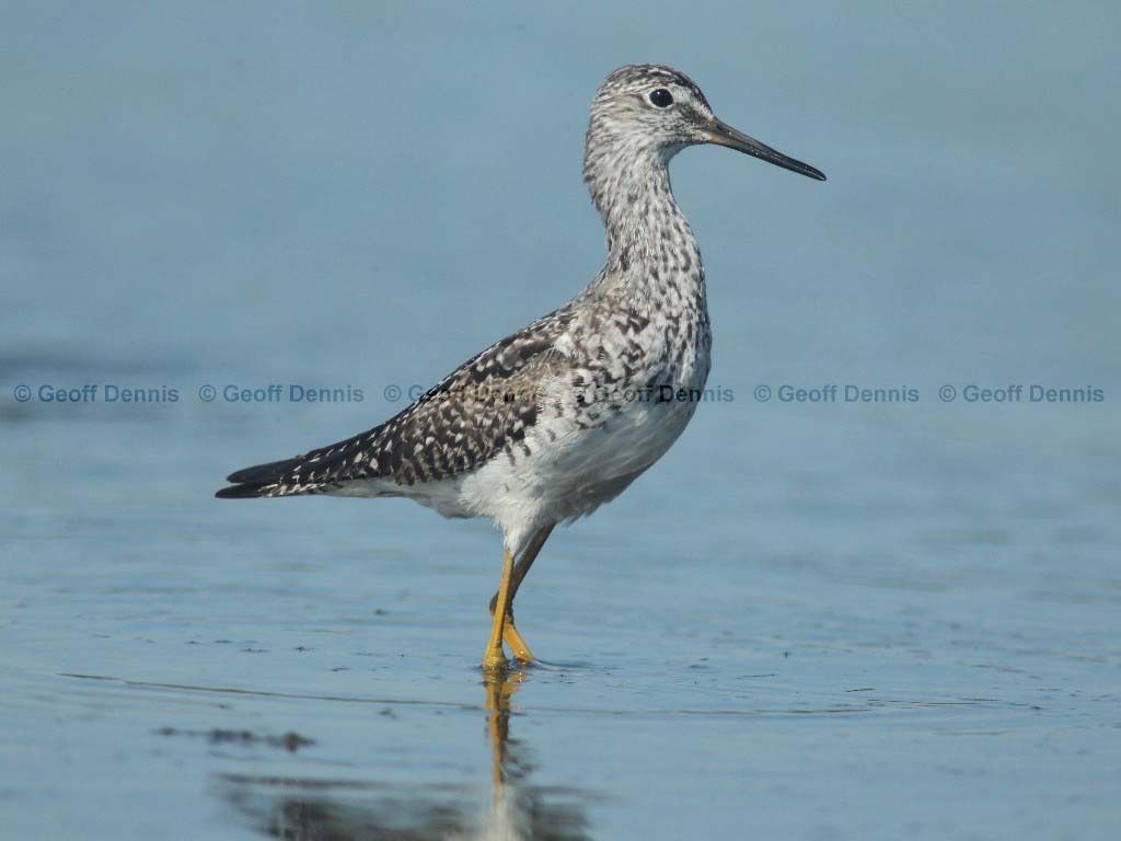 LEYE-AQ_Lesser-Yellowlegs