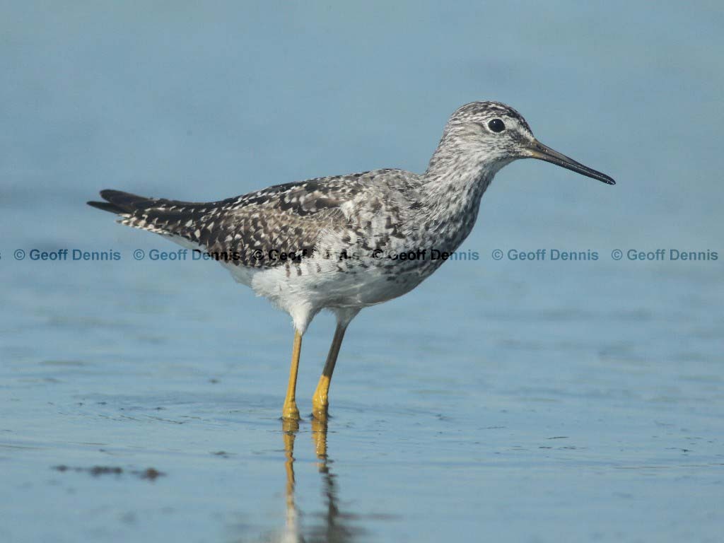LEYE-AR_Lesser-Yellowlegs