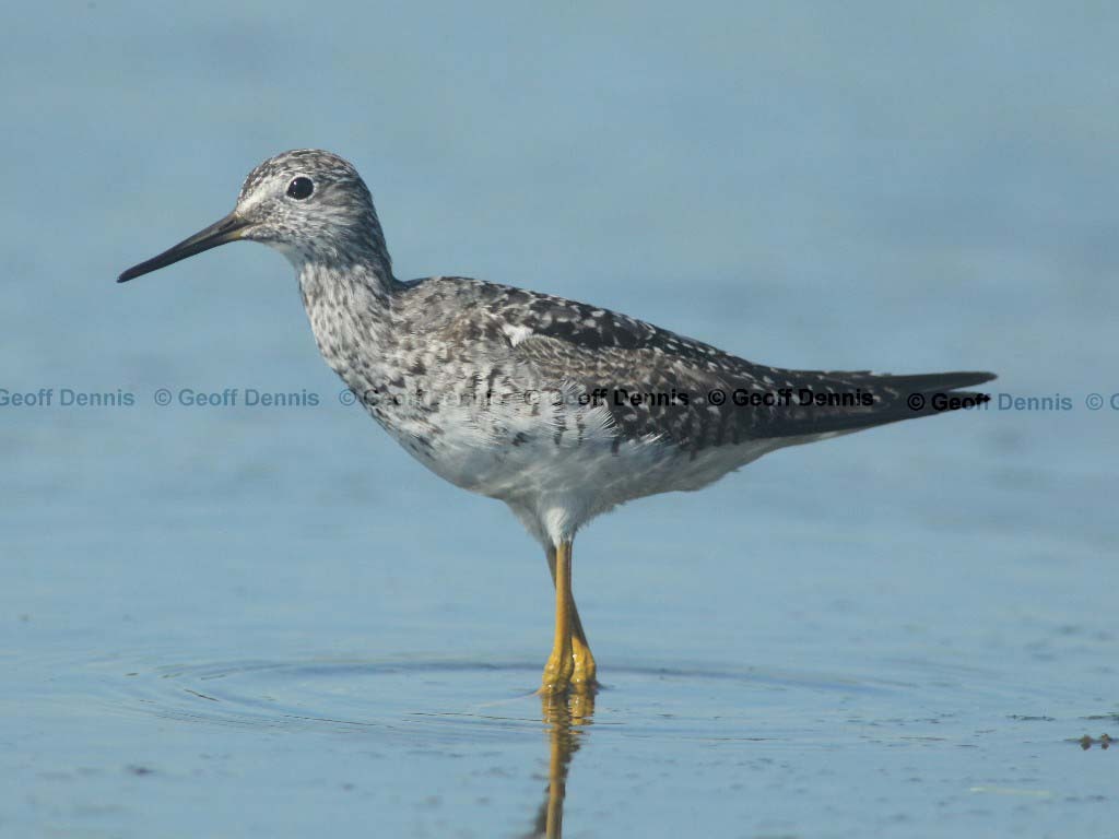 LEYE-AS_Lesser-Yellowlegs