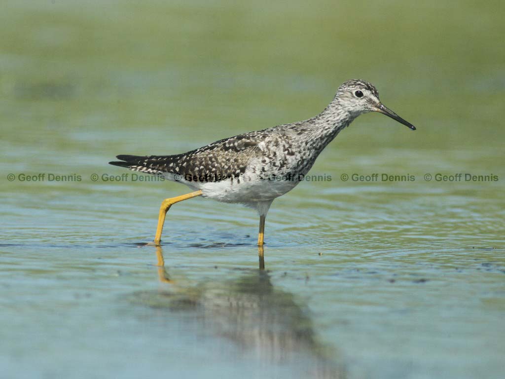 LEYE-AT_Lesser-Yellowlegs