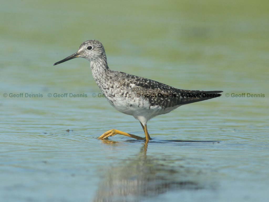 LEYE-AU_Lesser-Yellowlegs