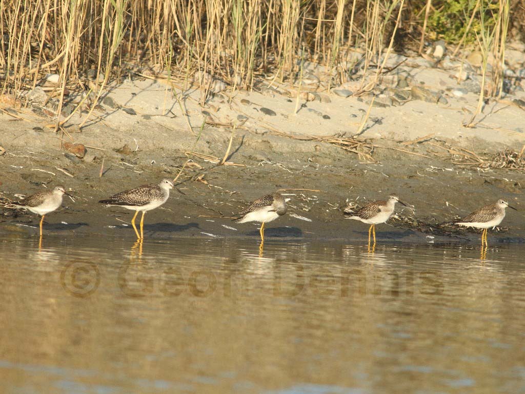 LEYE-AV_Lesser-Yellowlegs