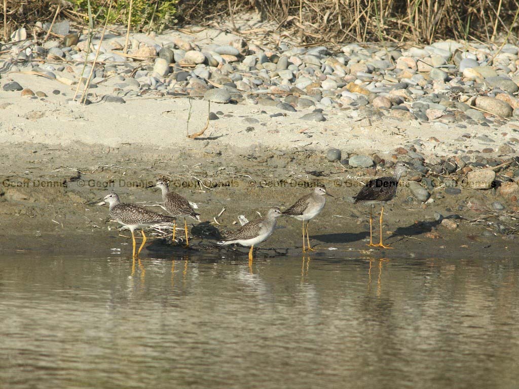 LEYE-AW_Lesser-Yellowlegs