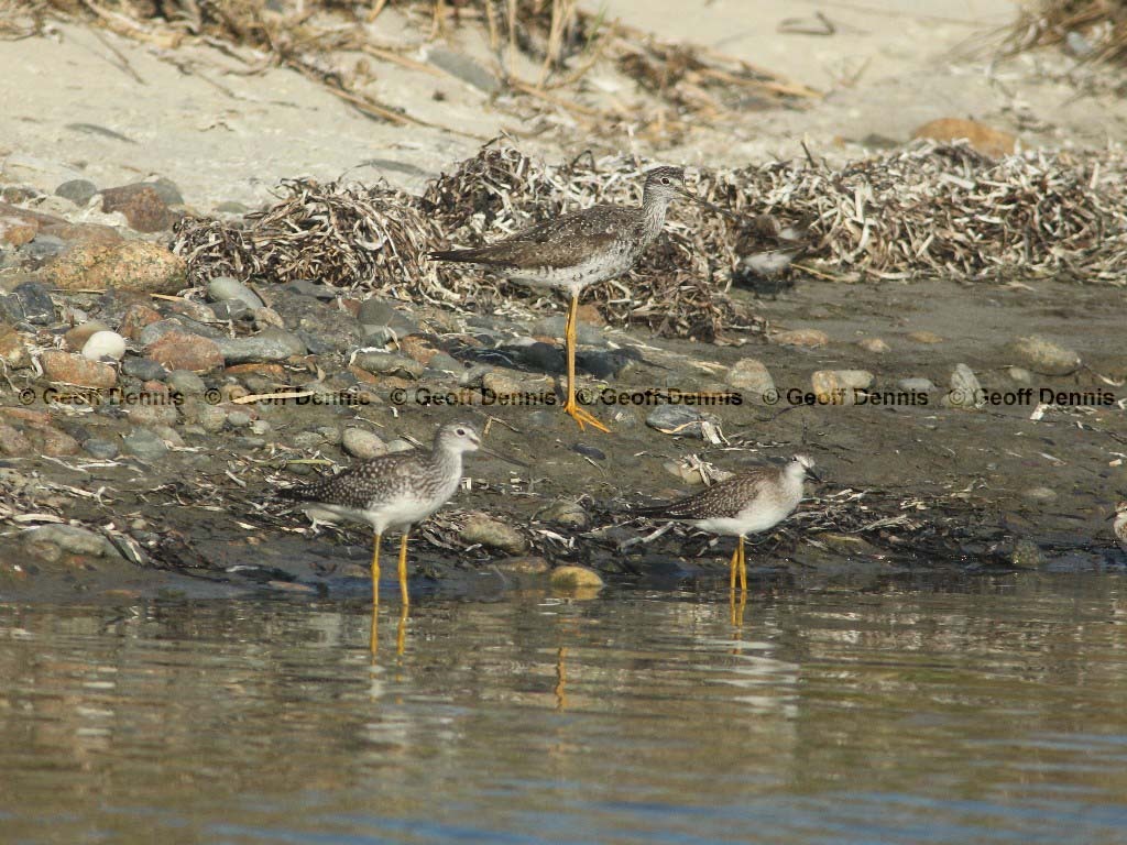LEYE-AX_Lesser-Yellowlegs