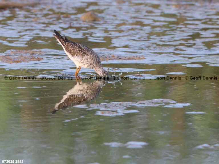 LEYE-AZ_lesser-Yellowlegs