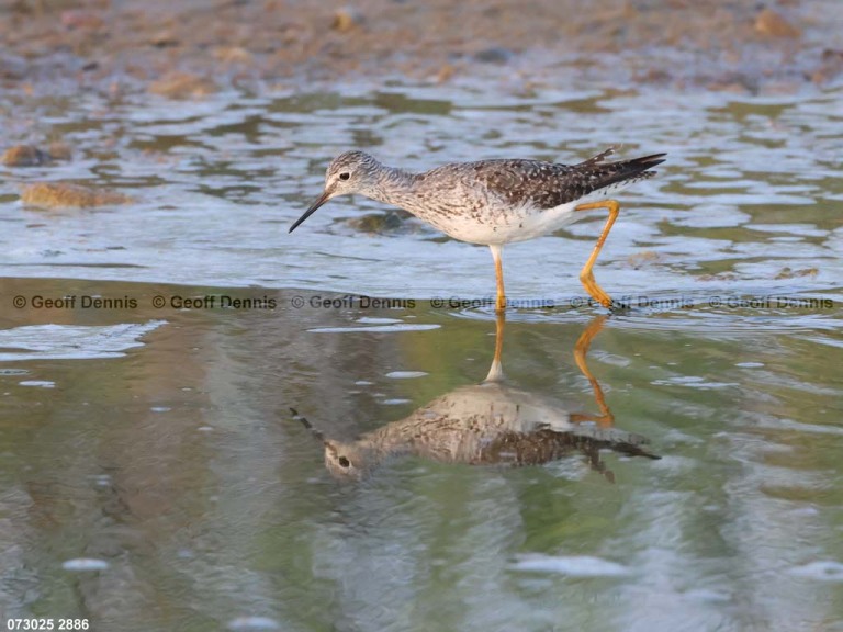 LEYE-AZ_lesser-Yellowlegs