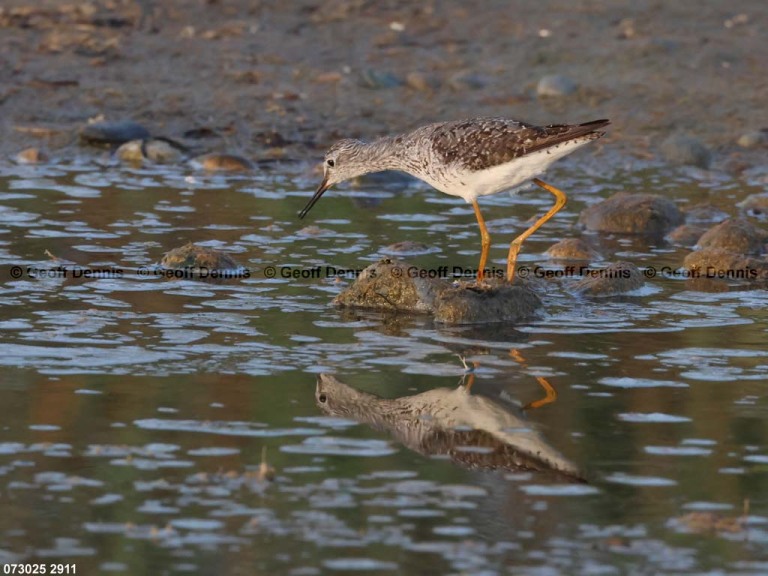 LEYE-BB_lesser-Yellowlegs