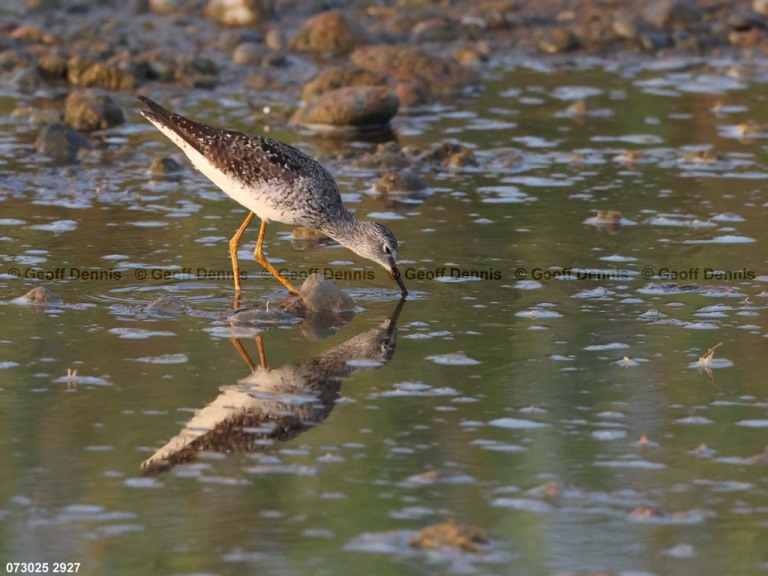 LEYE-BC_lesser-Yellowlegs