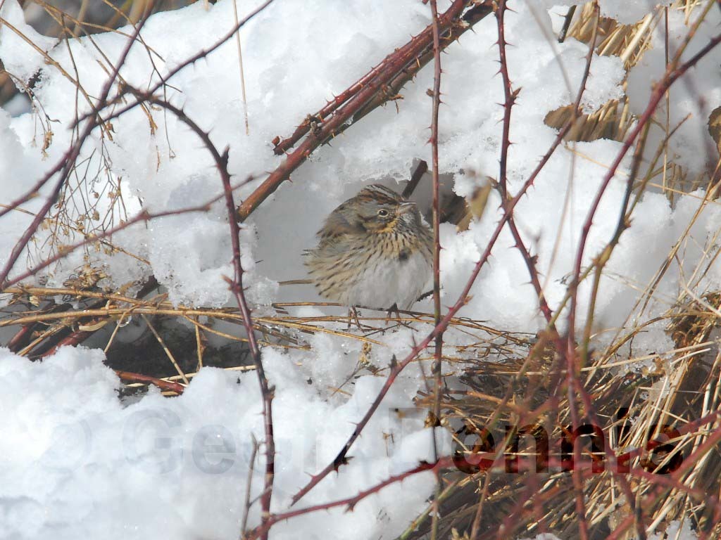 LISP-AA_Lincoln's-Sparrow