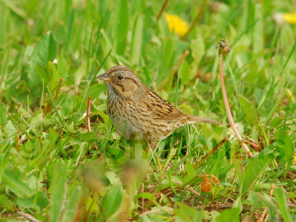LISP-AB_Lincoln's-Sparrow