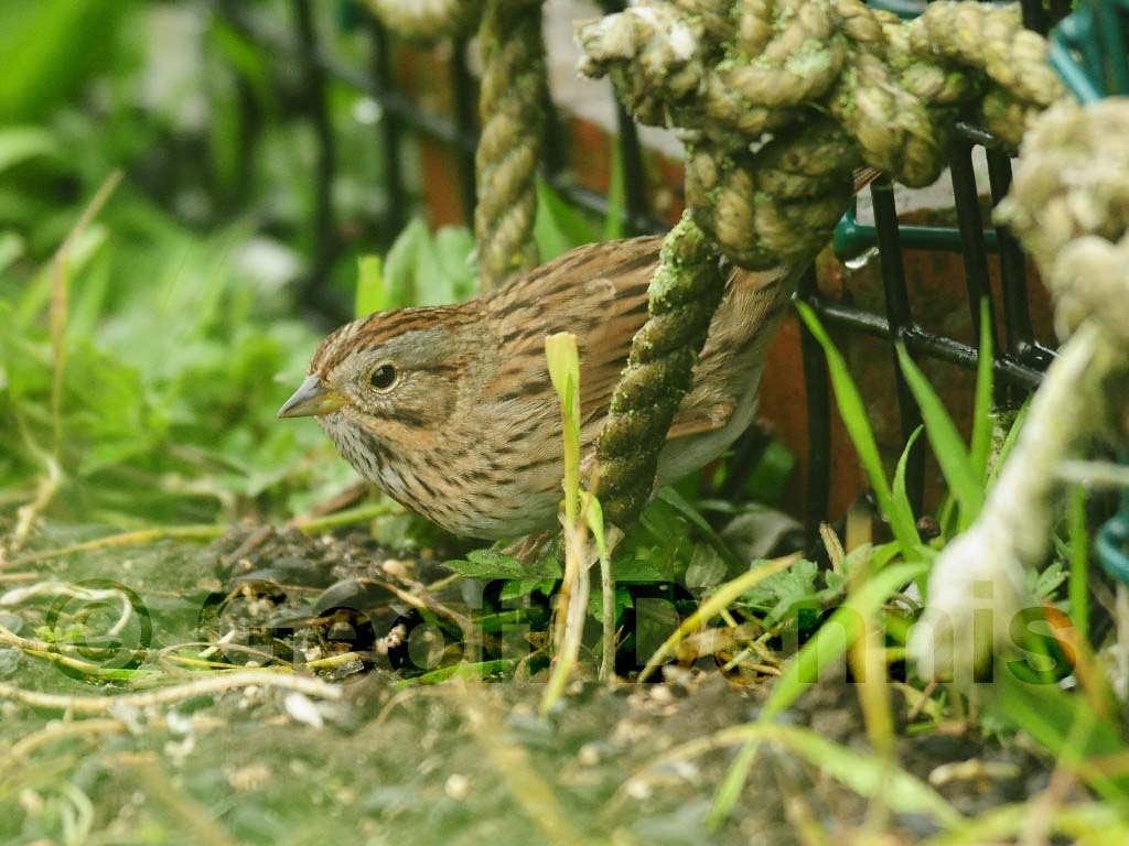 LISP-AC_Lincoln's-Sparrow