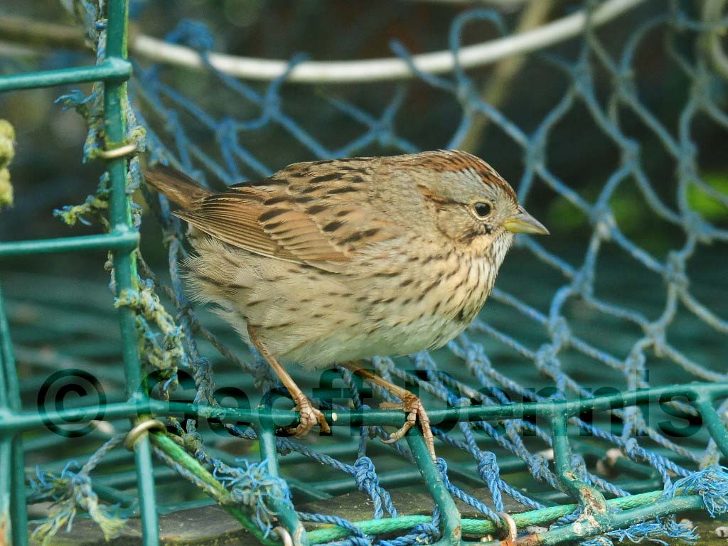 LISP-AD_Lincoln's-Sparrow