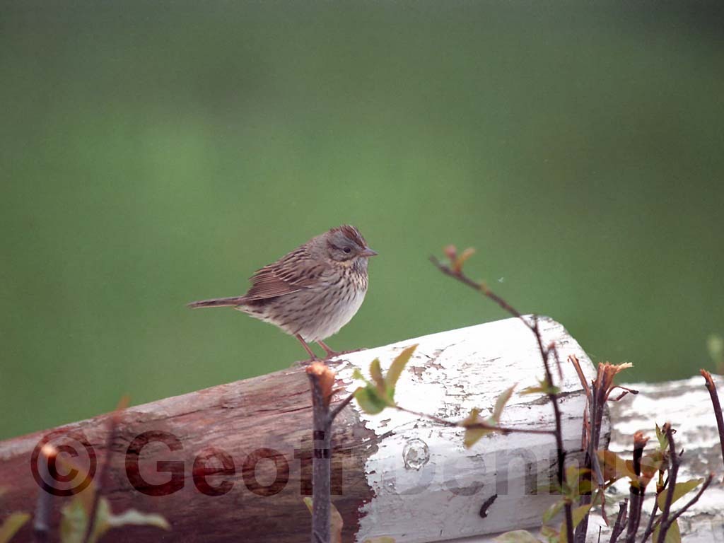 LISP-AE_Lincoln's-Sparrow