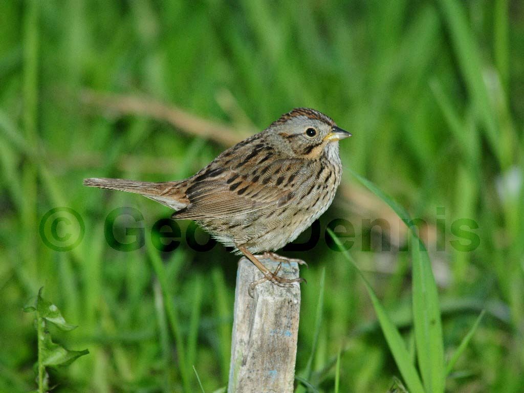LISP-AF_Lincoln's-Sparrow
