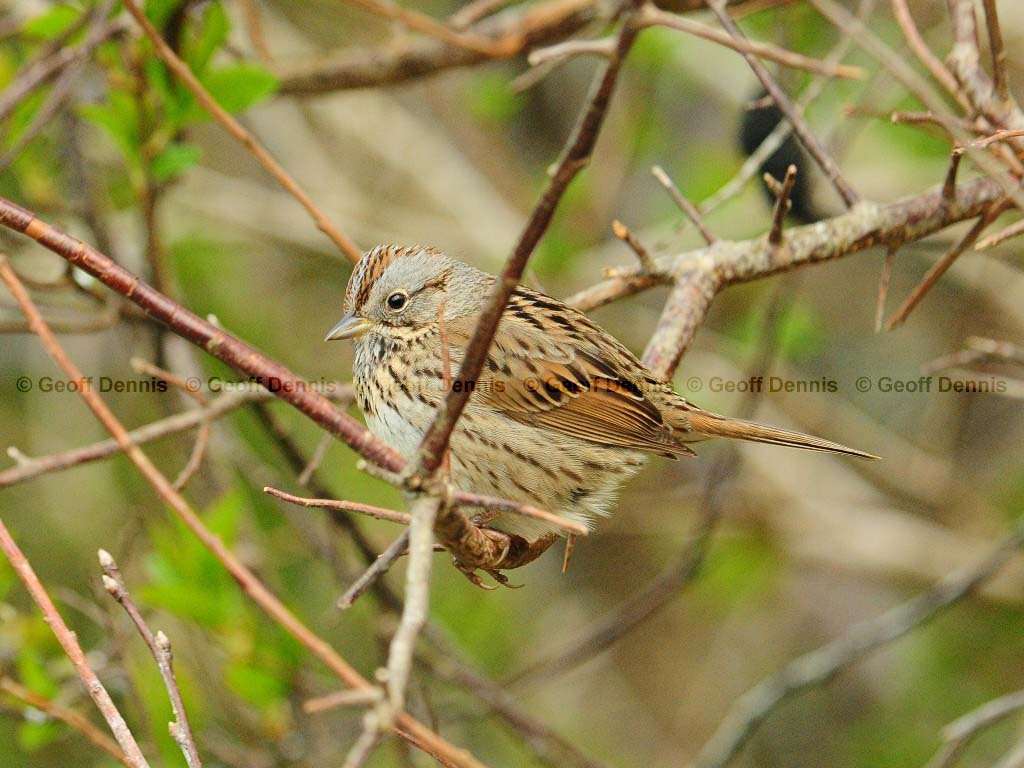 LISP-AG_Lincoln's-Sparrow