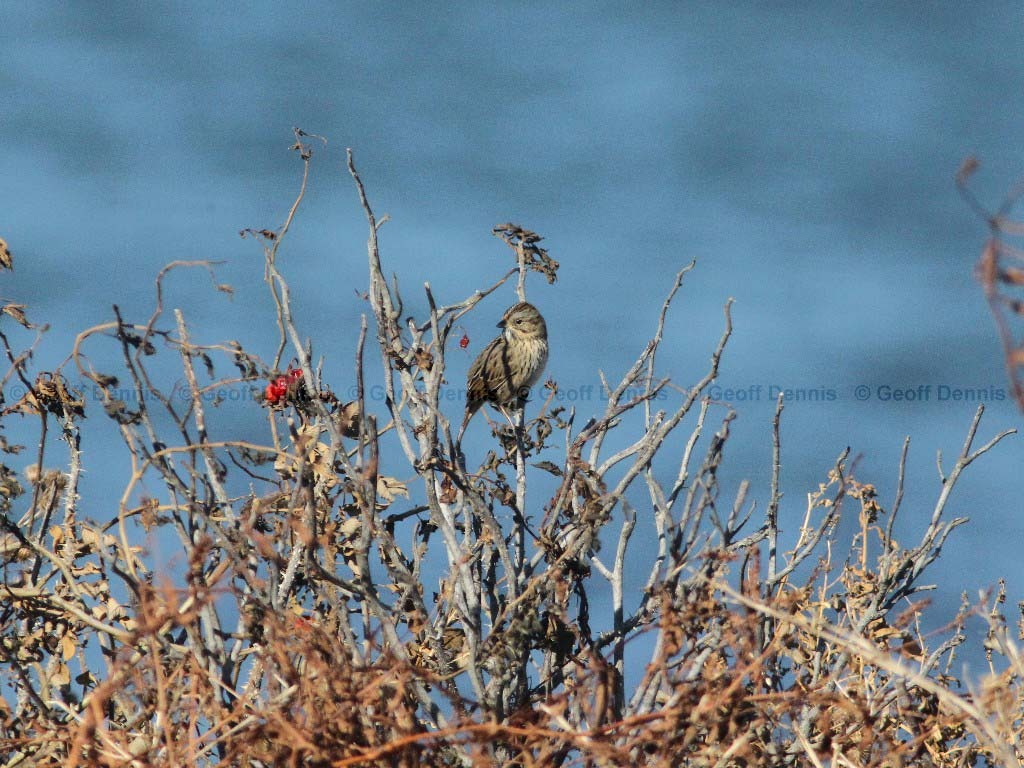 LISP-AH_Lincoln's-Sparrow