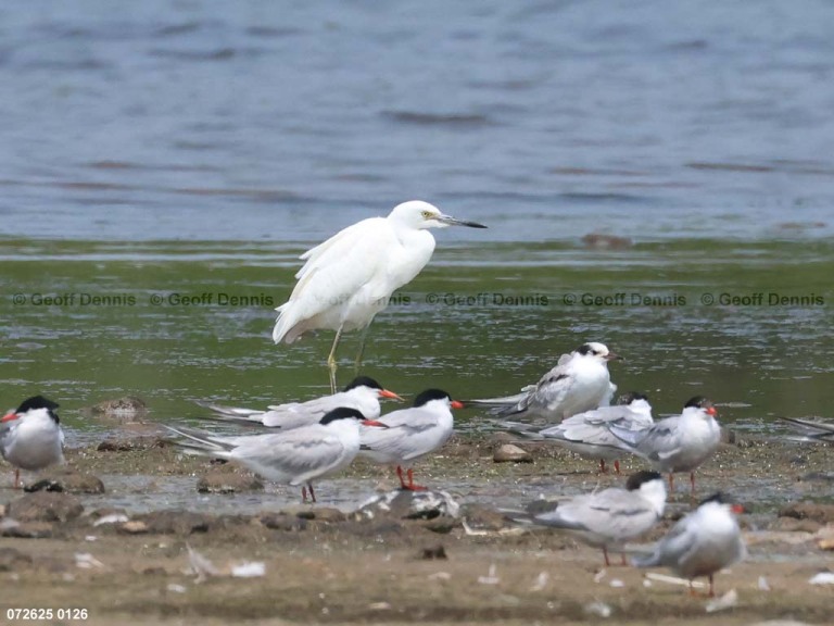 LBHE-AA_Little-Blue-Heron