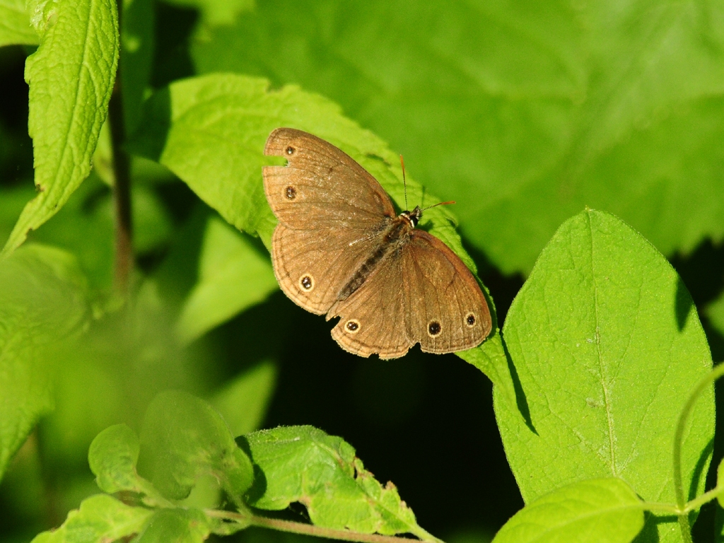 Little-Wood-Satyr-AA