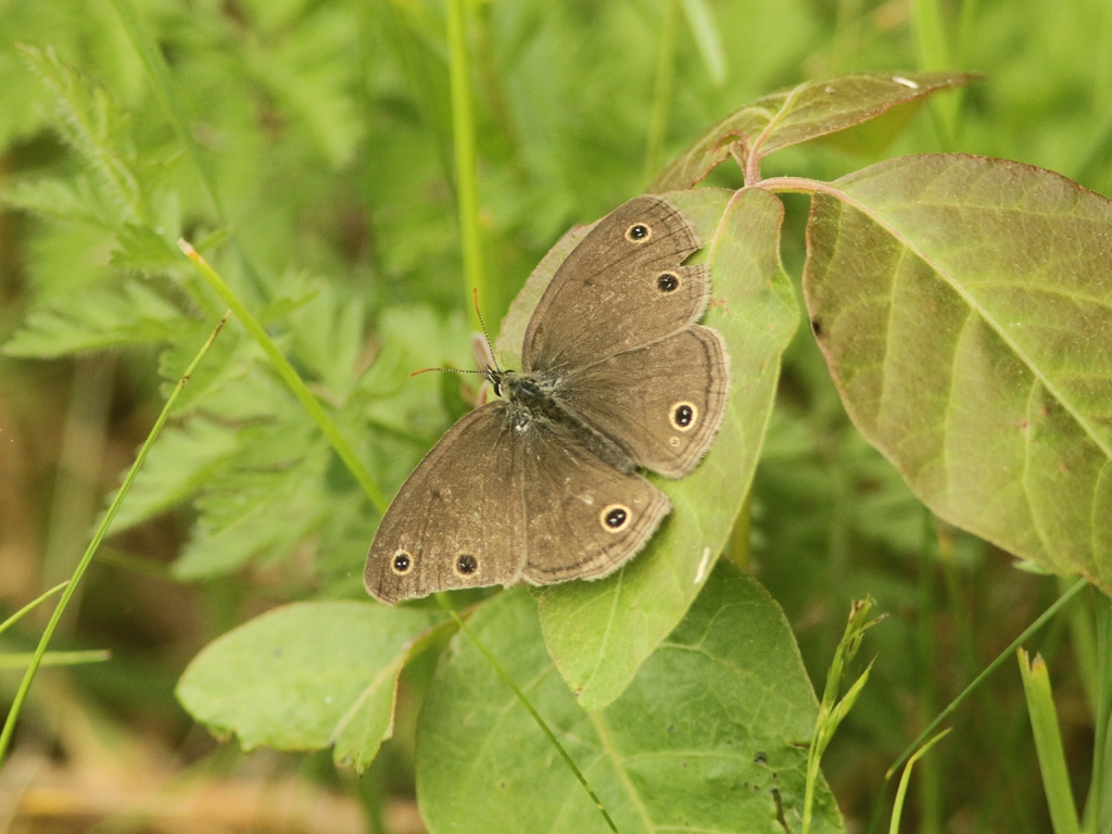 Little-Wood-Satyr-AB