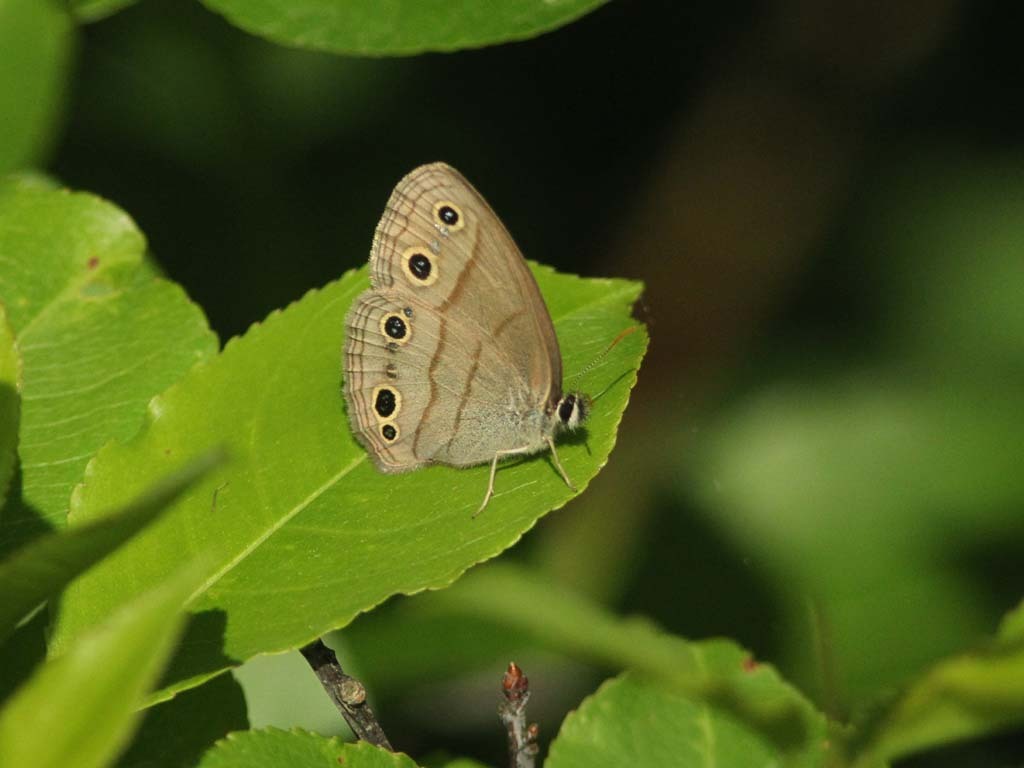 Little-Wood-Satyr-AD