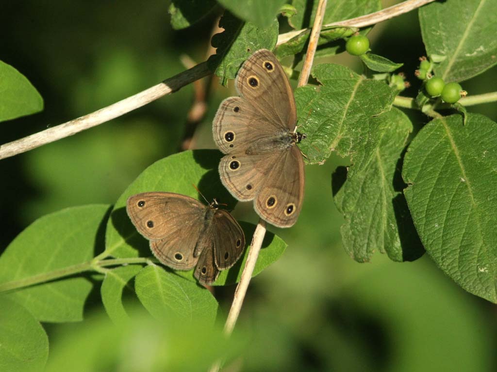 Little-Wood-Satyr-AE