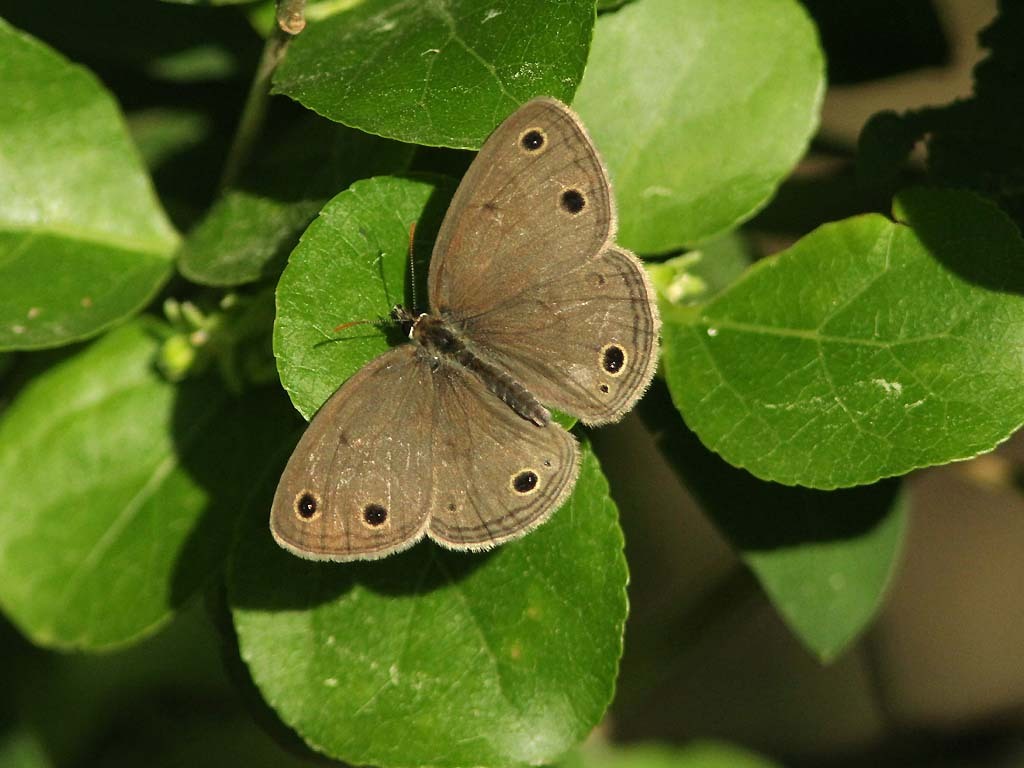Little-Wood-Satyr-AG