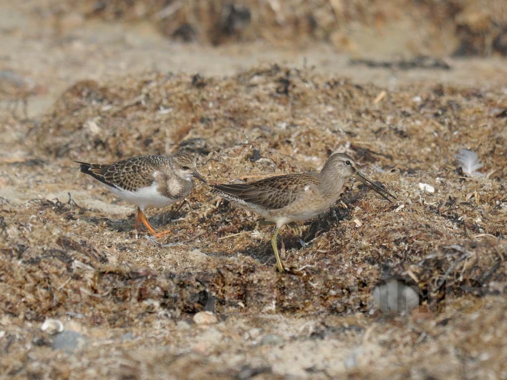 LBDO-AA_Long-billed-Dowitcher