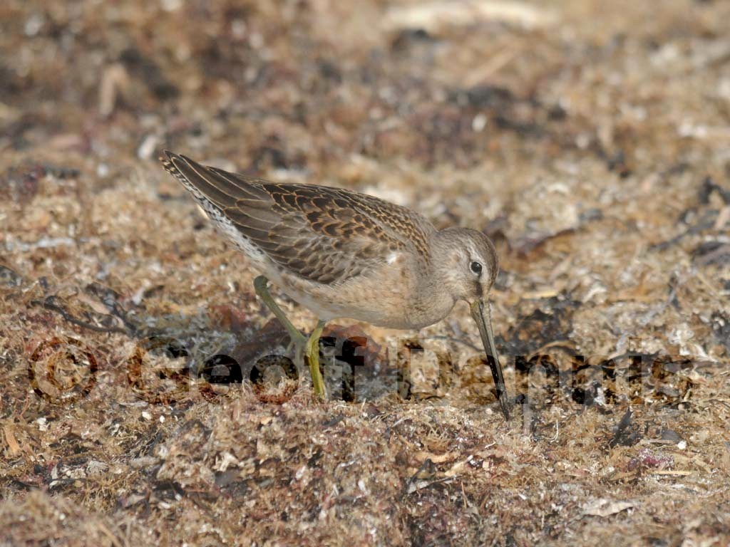 LBDO-AB_Long-billed-Dowitcher