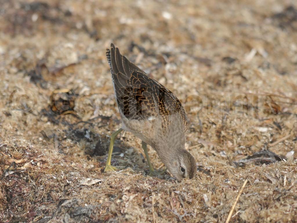 LBDO-AC_Long-billed-Dowitcher