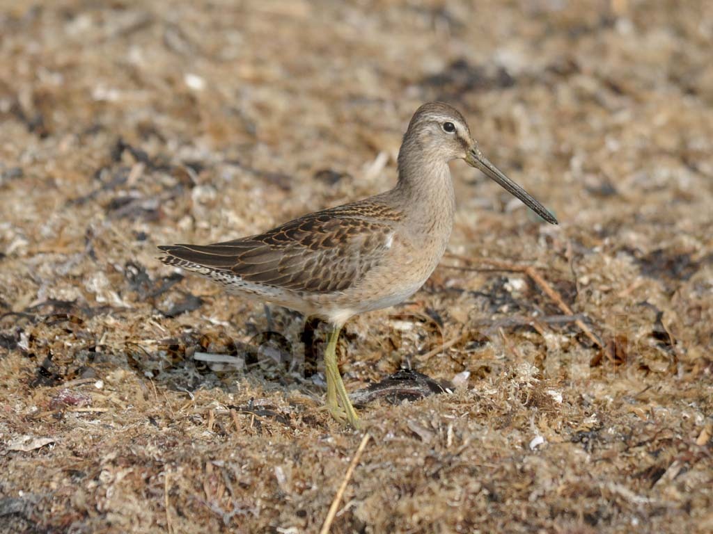 LBDO-AD_Long-billed-Dowitcher