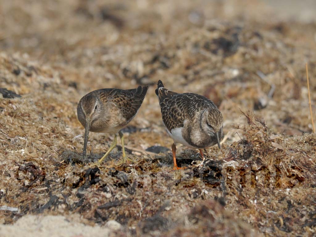 LBDO-AF_Long-billed-Dowitcher