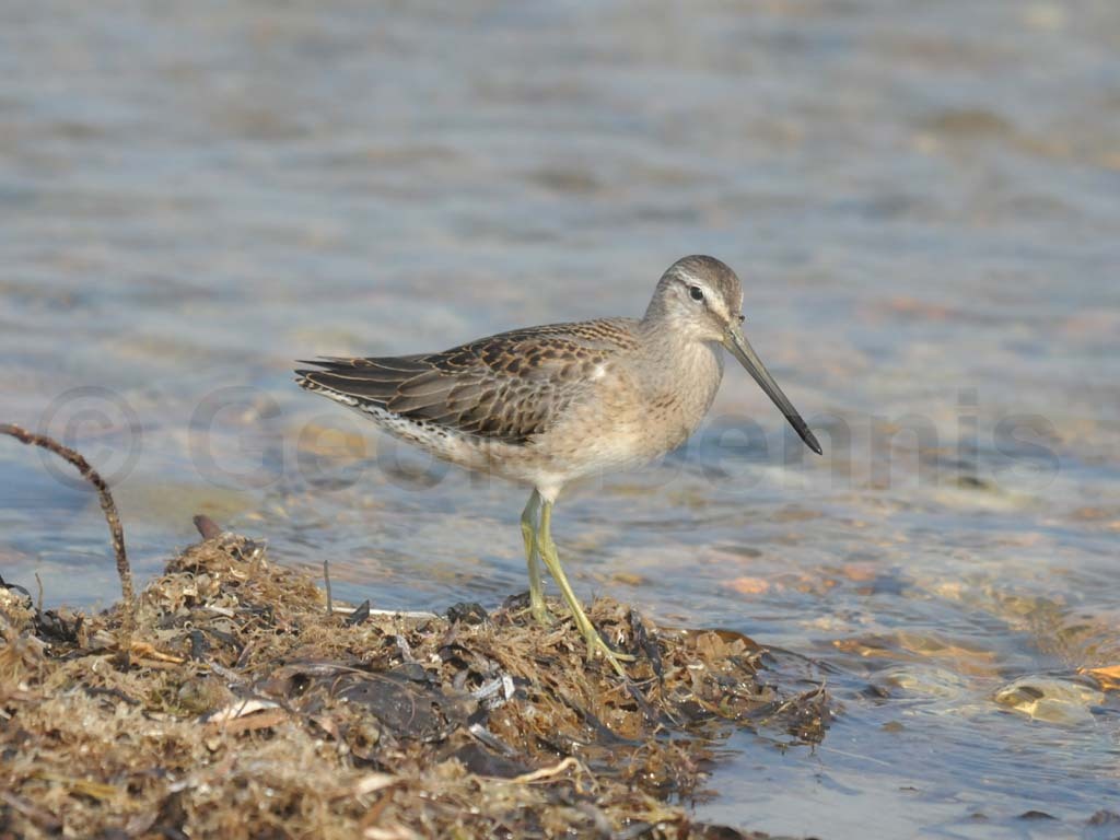 LBDO-AG_Long-billed-Dowitcher