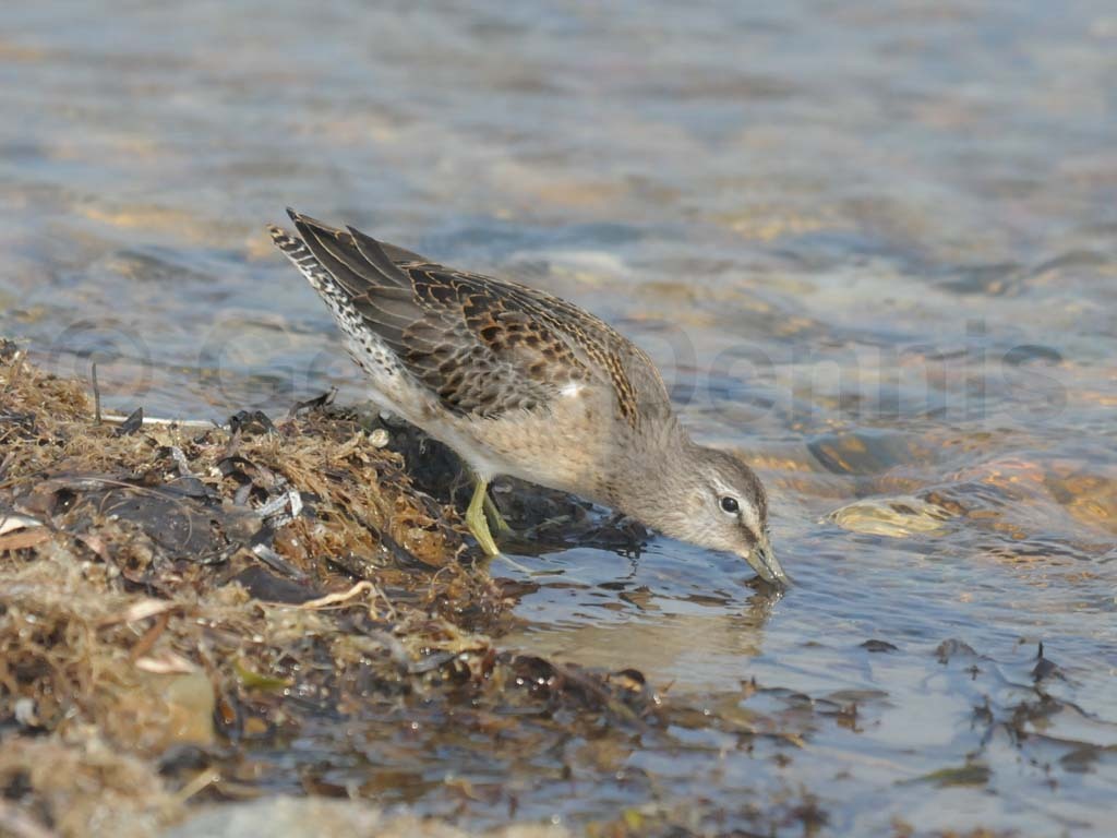 LBDO-AH_Long-billed-Dowitcher