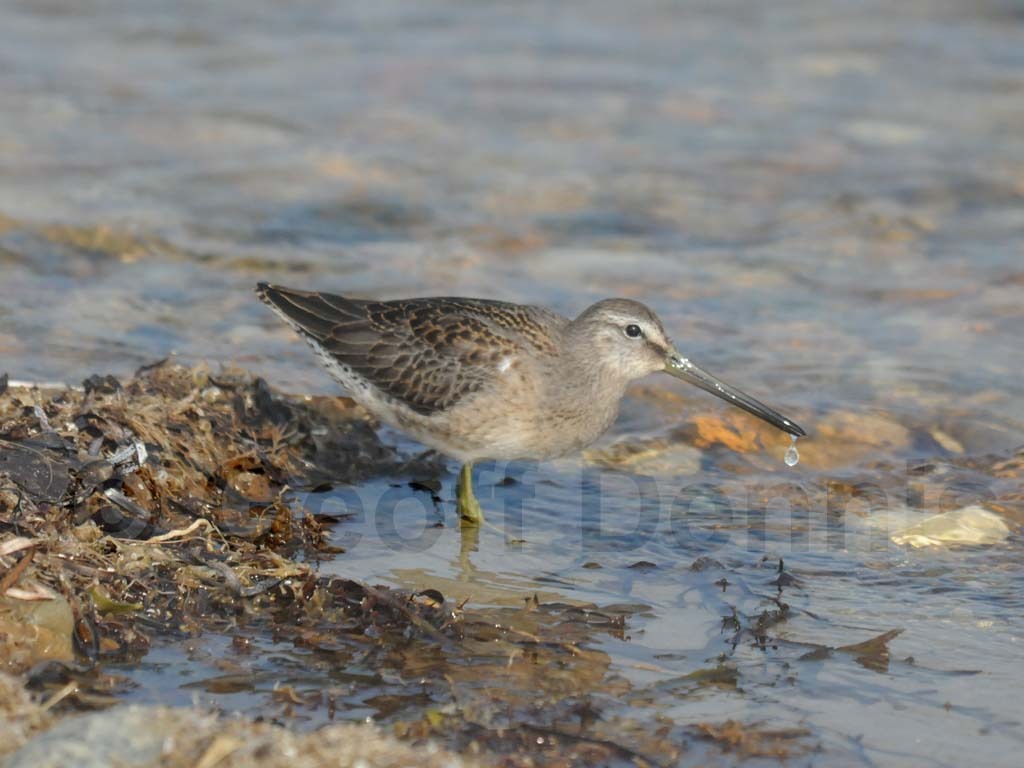LBDO-AI_Long-billed-Dowitcher