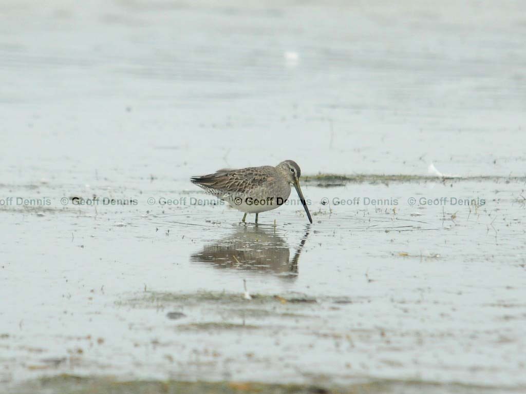 LBDO-AK_Long-billed-Dowitcher
