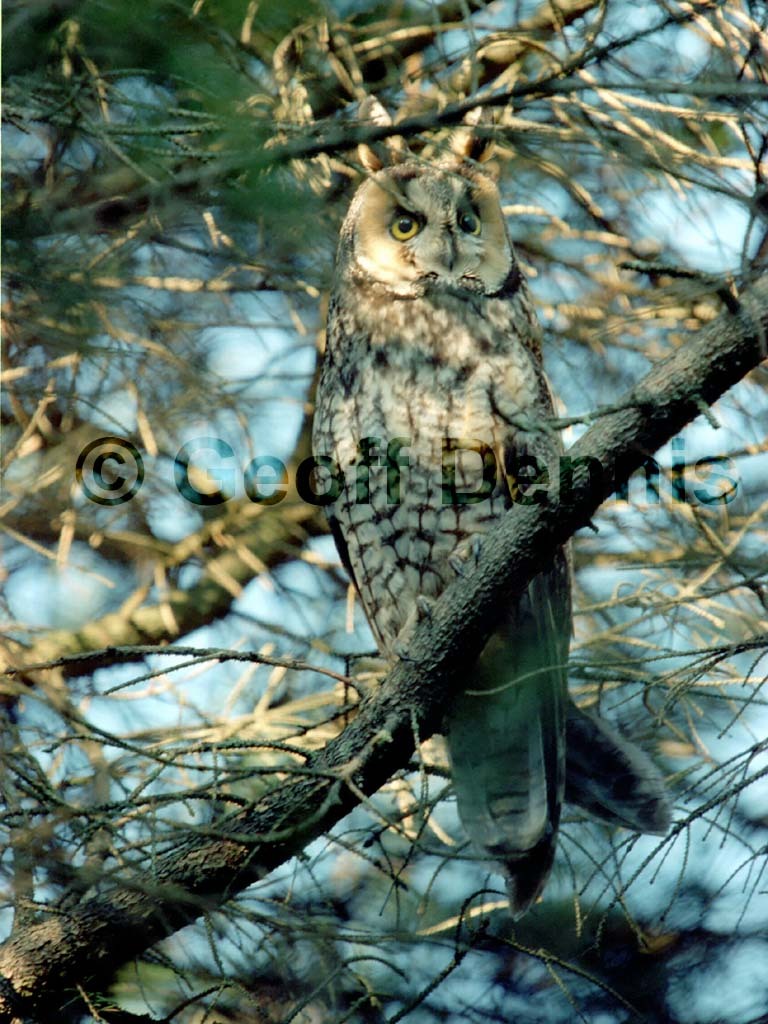LEOW-AA_Long-eared-Owl