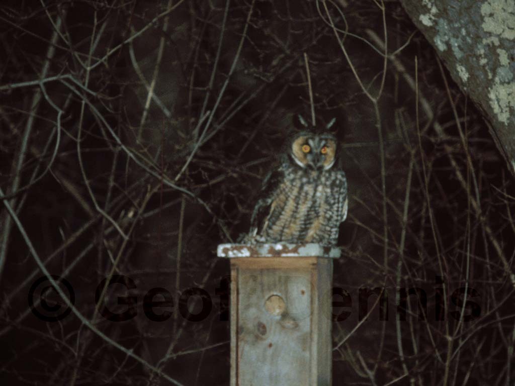 LEOW-AB_Long-eared-Owl