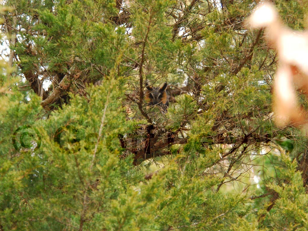 LEOW-AC_Long-eared-Owl