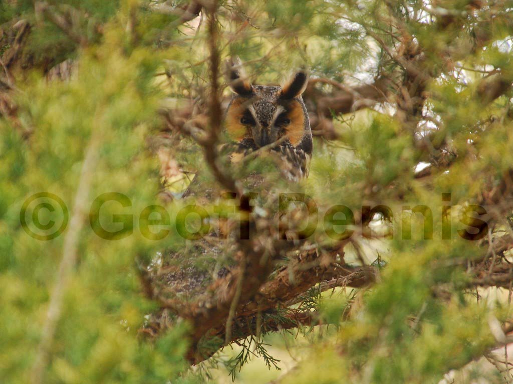 LEOW-AD_Long-eared-Owl