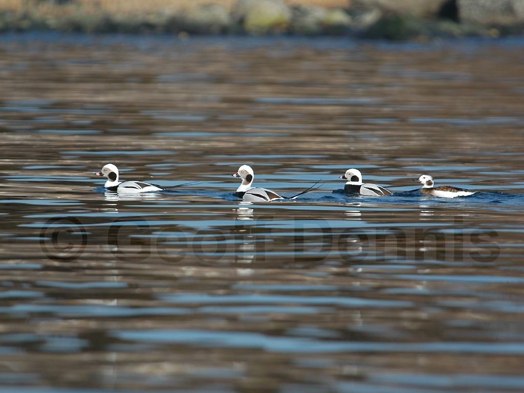 LTDU-AA_Long-tailed-Duck