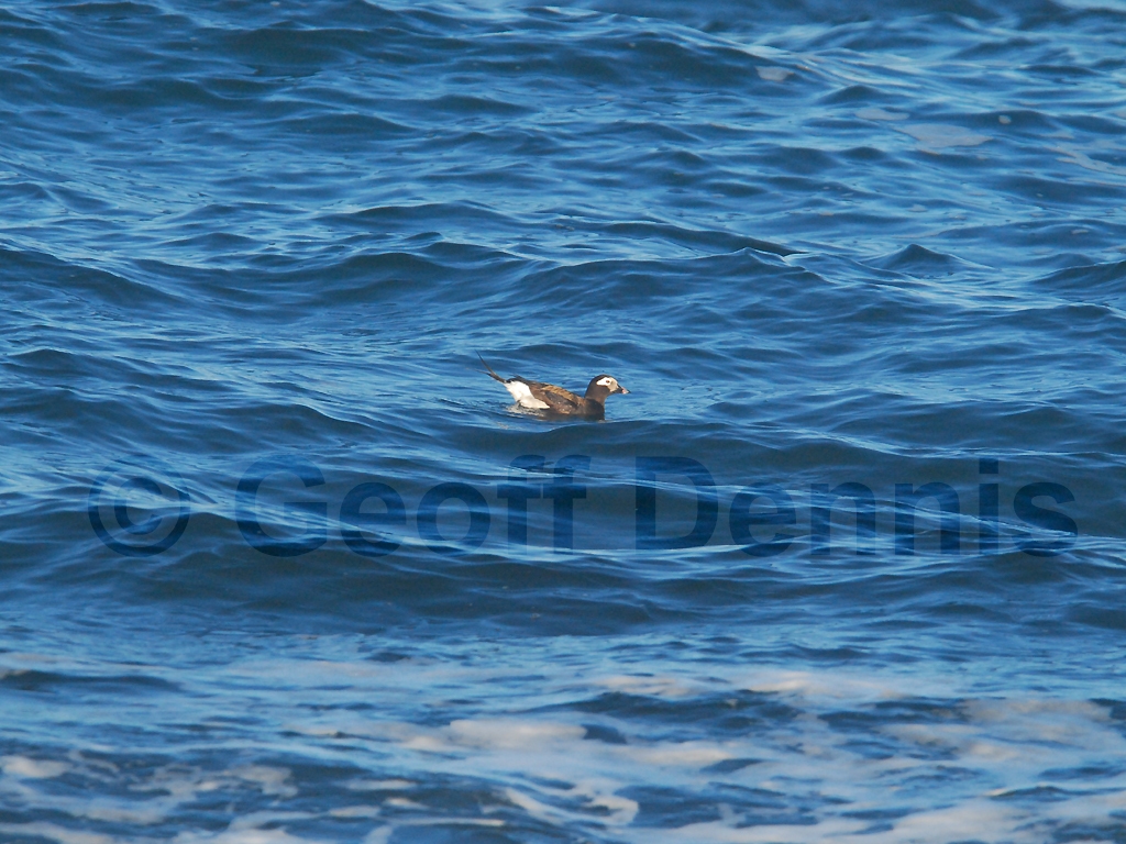 LTDU-AB_Long-tailed-Duck