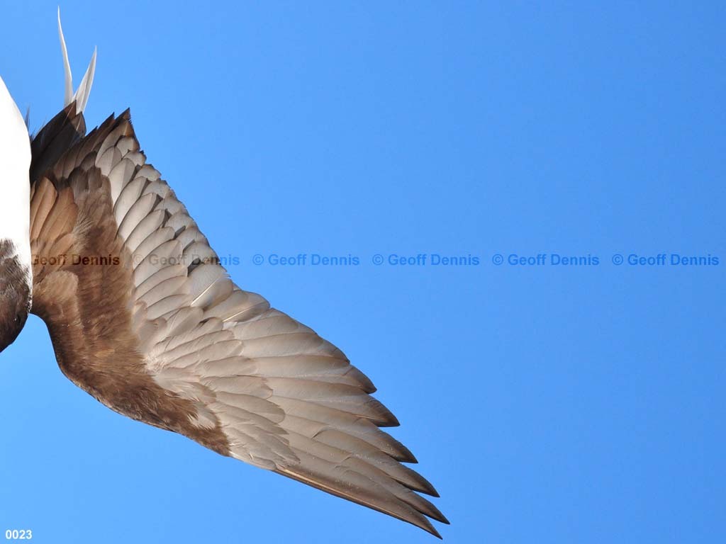 LTDU-AD_Long-tailed-Duck