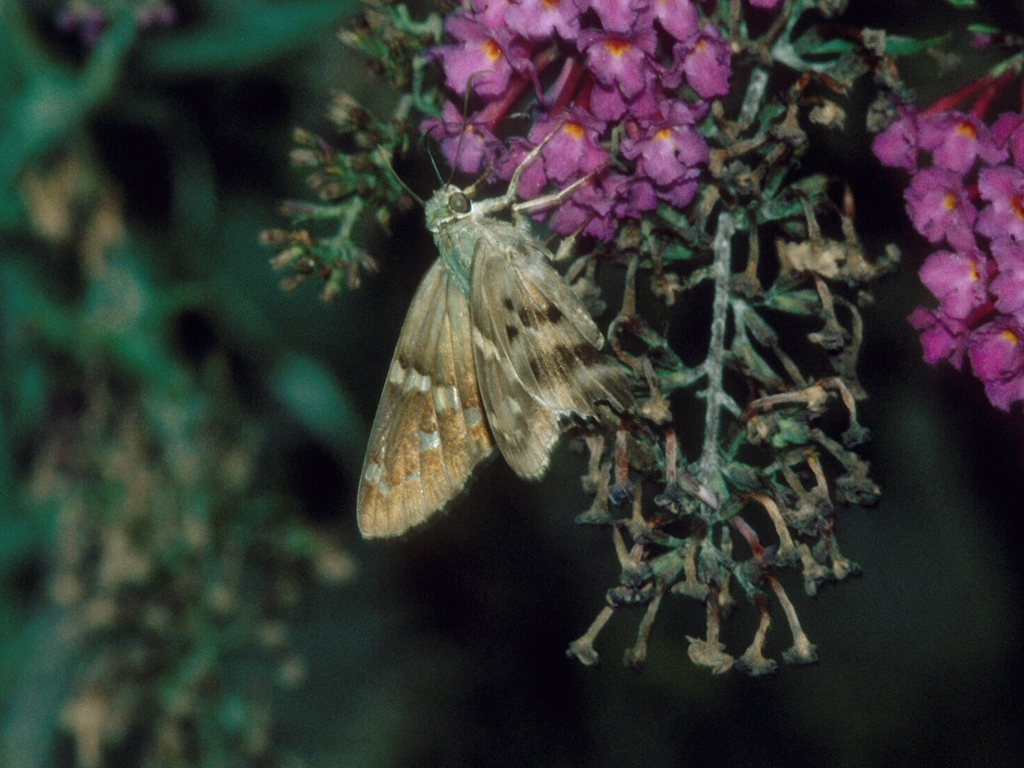 Long-tailed-Skipper-AA