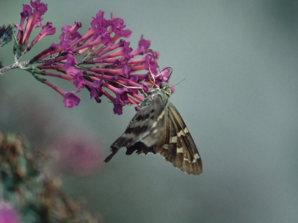 Long-tailed-Skipper-AB