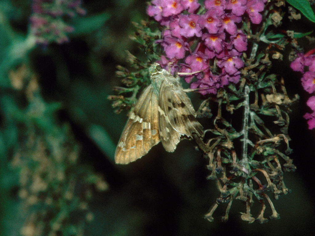 Long-tailed-Skipper-AC